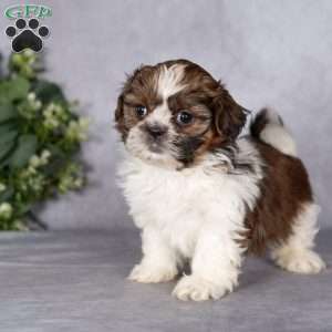 Cupcake (Tiny), Shih Tzu Puppy